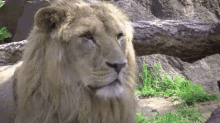 疲れた　つかれた　ライオン GIF - Tired Lion Sleepy GIFs