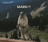 Mark Prairie Dog GIF - Mark Prairie Dog Yell GIFs