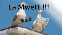 Mwett Mouette GIF - Mwett Mouette Mwette GIFs