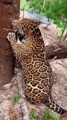 Jaguar Sharpening Claws GIF - Jaguar Sharpening Claws Big Cats GIFs