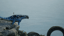 a blue lizard is standing on a rock near a tire