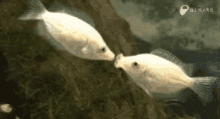 fish kiss kissing sea