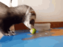 Brussels Sprouts Ferret GIF - Brussels Sprouts Ferret Brussel GIFs
