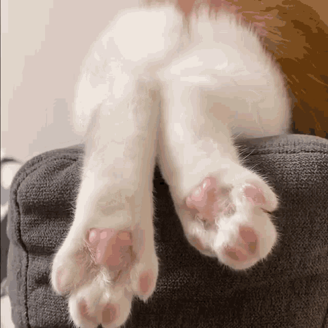 cat paws gifs Page 3
