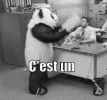 C'Est Un Cauchemar GIF - Panda Cauchemar Panda En Colere GIFs