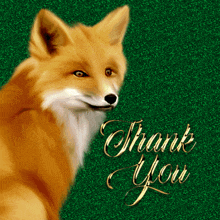 Thank You Wild Animal GIF - Thank You Wild Animal Fox GIFs