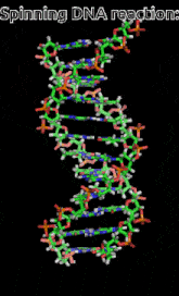 Dna Spin GIF - Dna Spin GIFs