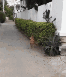 Insect33 Dog GIF