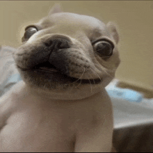 a close up of a dog 's face that looks like a seagull