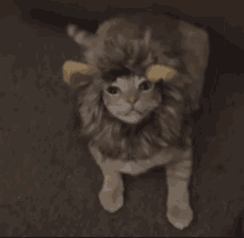 Lion Cat Cat Lion GIF - Lion Cat Cat Lion Cat Attack GIFs