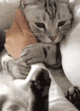 a person is petting a cat on a bed