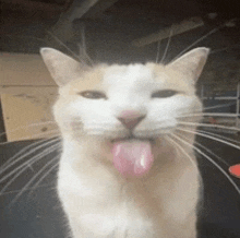 a close up of a cat with its tongue hanging out
