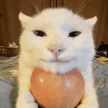 Apple Cat Cat Apple GIF