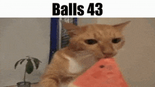 Balls Balls 43 GIF - Balls Balls 43 Cat GIFs