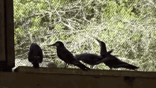 Incaterns Birds GIF - Incaterns Incatern Birds GIFs