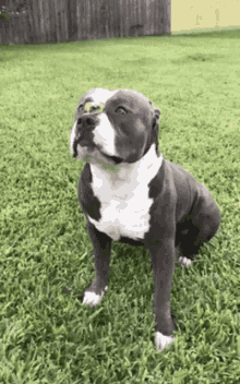Pitbull Dog GIF - Pitbull Dog Tricks GIFs
