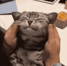 撸猫，猫咪，可爱 GIF - Cat Pet Cat Kitten GIFs
