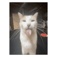 a white cat sticking its tongue out while sitting on a black couch
