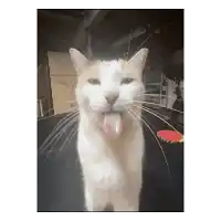 a white cat sticking its tongue out while sitting on a black couch