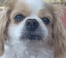 Crying Sad GIF - Crying Sad Dog GIFs