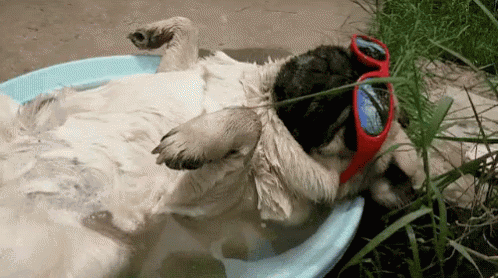 How to keep dogs cool in the summer?