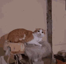 Cat Angry Cat GIF - Cat Angry Cat Hels GIFs