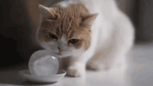 Cats Ice Ball GIF - Cats Ice Ball Funny Animals GIFs