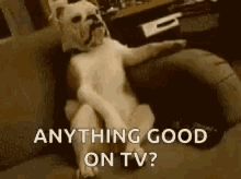 dog watching tv anything good on tv bulldog chillin