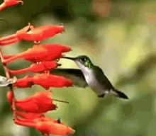Hummingbird GIFs | Tenor