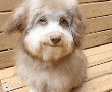 a small brown and white dog is sitting on a wooden bench looking at the camera .