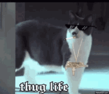 thug life cat bling shades