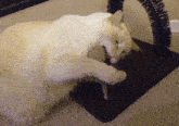 Derpy Cat Playing GIF - Derpy Cat Playing Dumb GIFs
