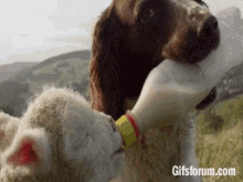 Dog Feeding A Lamb Milk From A Bottle GIF - Lamb Cute Milk GIFs