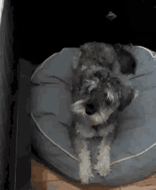 a small dog laying on a dog bed looking at the camera