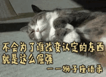 倔强，不服输，不放弃，猫猫 GIF - Never Give Up Cat Unyielding GIFs