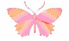 pink shining butterfly
