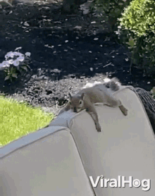 Resting Squirrel Viralhog GIF