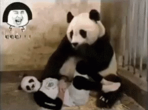 funny pandas with captions