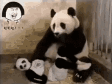 Funny Animals Fake Panda GIF - Funny Animals Fake Panda Shocked GIFs