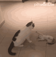 Cat Kitten GIF - Cat Kitten Wiggle GIFs