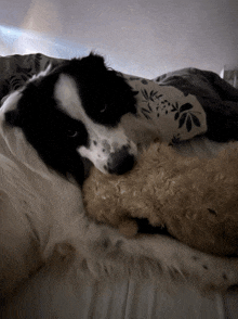 a black and white dog laying on a bed holding a stuffed animal