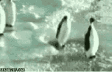 Penguin Animal GIF - Penguin Animal Funny GIFs