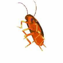 roach dancing