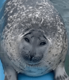 a close up of a seal 's face with a blue background