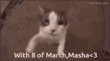 8ofmarch GIF - 8ofmarch GIFs