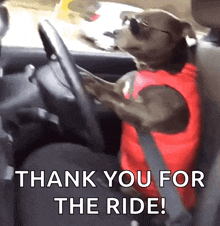 Dog Driving GIF - Dog Driving Car GIFs
