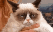 Grumpy Cat Is Grumpy GIF - Grumpy Angry Upset GIFs
