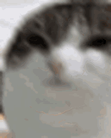Oh The Misery Everybody Wanna Be My Enemy GIF - Oh The Misery Everybody Wanna Be My Enemy Cat GIFs