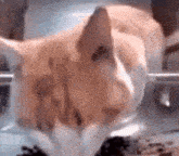 Cat Jerma GIF - Cat Jerma Catfood GIFs