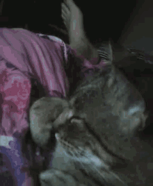 Cat Nap GIF - Cat Nap GIFs